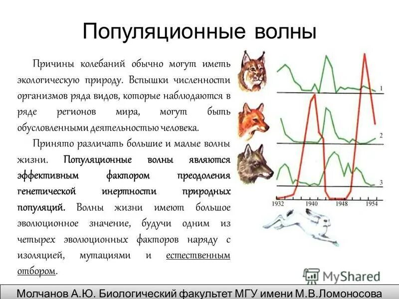 Наибольшее количество организмов сосредоточено