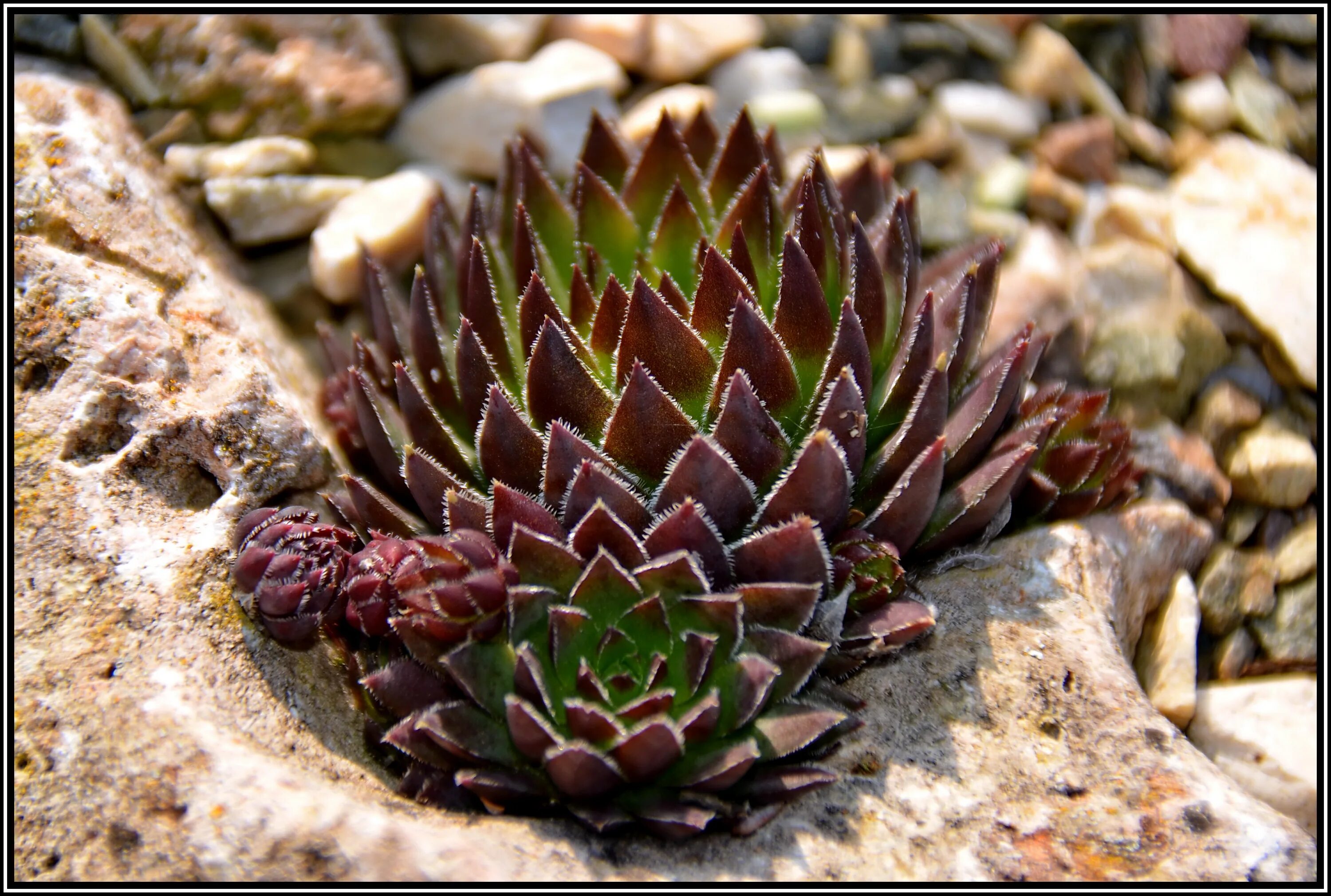 Молодило выращивание. Молодило (Sempervivum). Семпервивум молодило. Молодило живучка. Суккуленты молодило семпервивум.