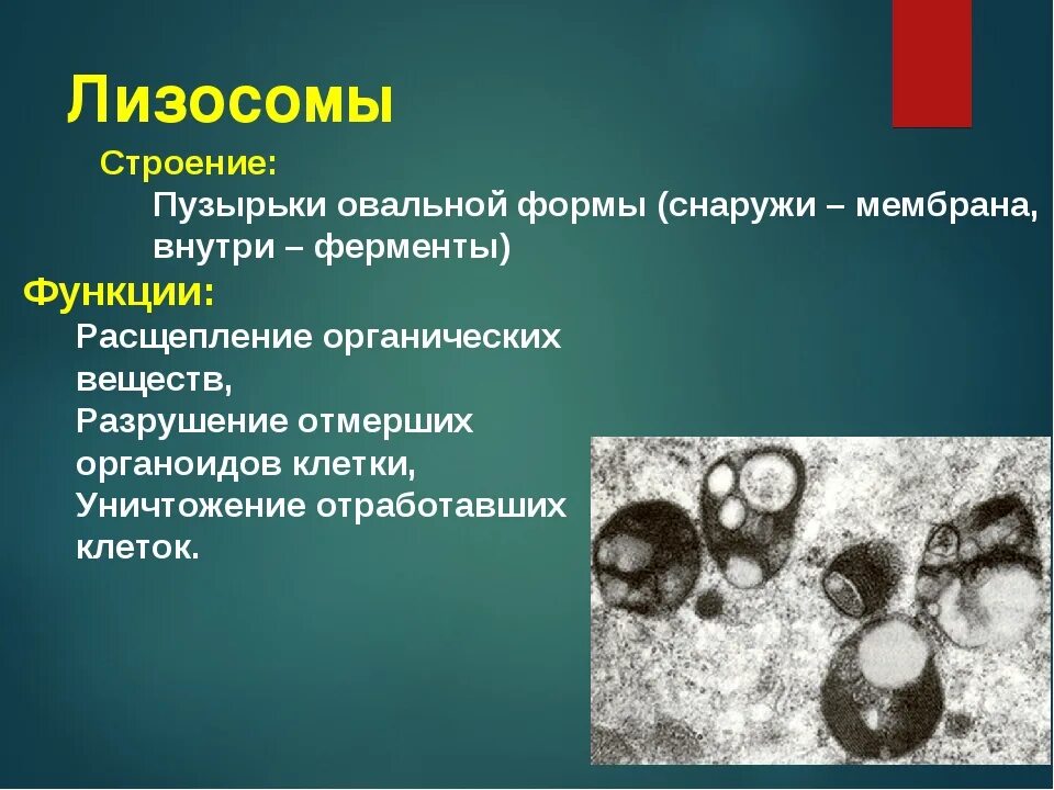 Функции органоидов лизосома. Лизосомы функции 7 класс биология. Строение органоида лизосомы. Лизосома это в биологии 7 класс.