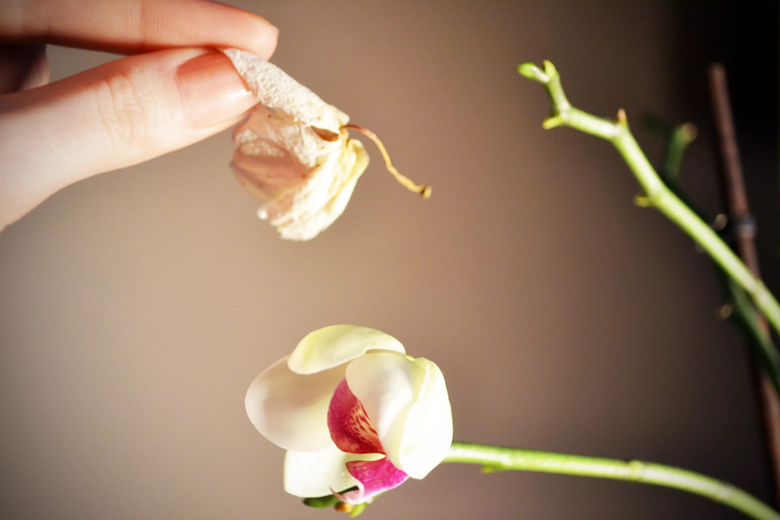 Скинь цветок. Орхидея отцвела. Орхидея фаленопсис отцвела. Бутоны орхидеи фаленопсис. Фаленопсис повяли цветы.