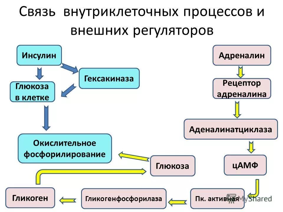 Адреналин и инсулин характеристики