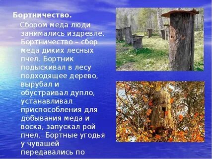 Бортничество в жизни средневековой руси