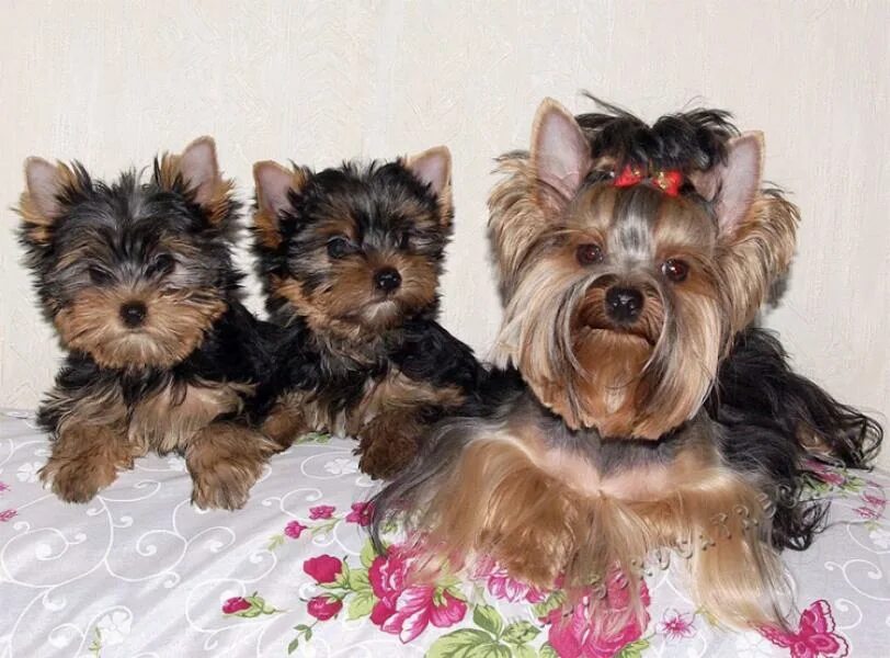 йорк лучше мальчик или девочка. имена собак для девочек йорка йоркширского терьера. йорк щенок девочка 2. два йорка мальчик и девочка. щенки йоркширского терьера шокогенные.