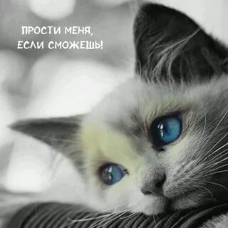 Фотографии извини