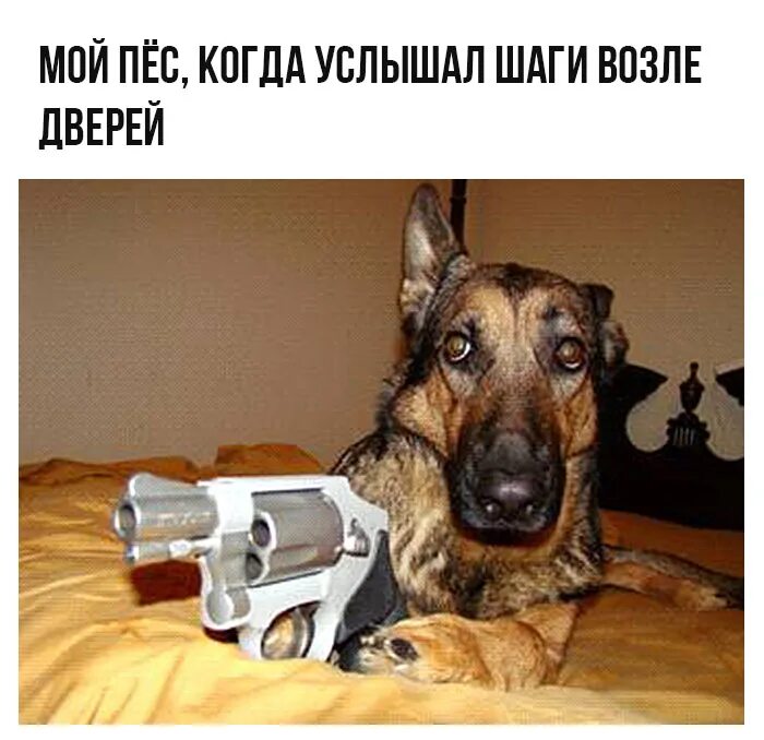 Собак угрожают. Собака с пистолетом. собака угрожает пистолетом. смешной пес с ружьем. пес с пистолетом.