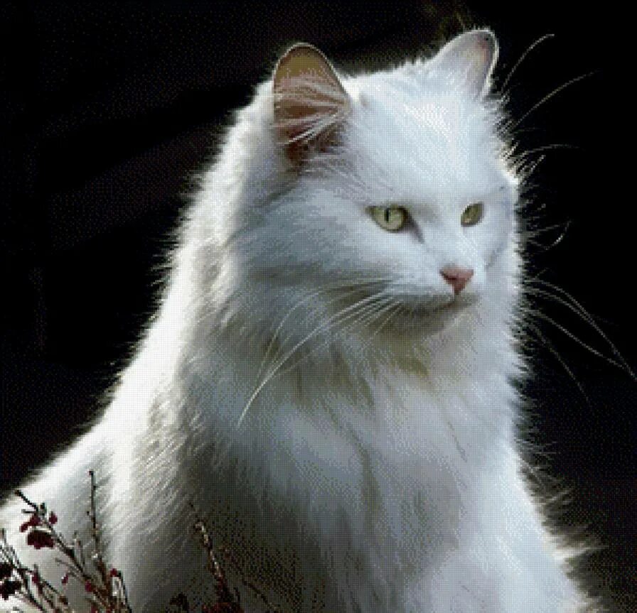 Белые кошечки картинки. Турецкая ангора. Кошка белая. Сибирская кошка белая. Белая кошка с янтарными глазами.