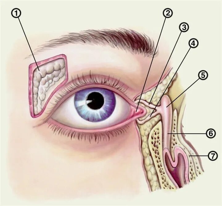 Строение глаза слезный мешок , железа. Слёзная железа анатомия. Носослезный мешок анатомия. Слезная железа строение