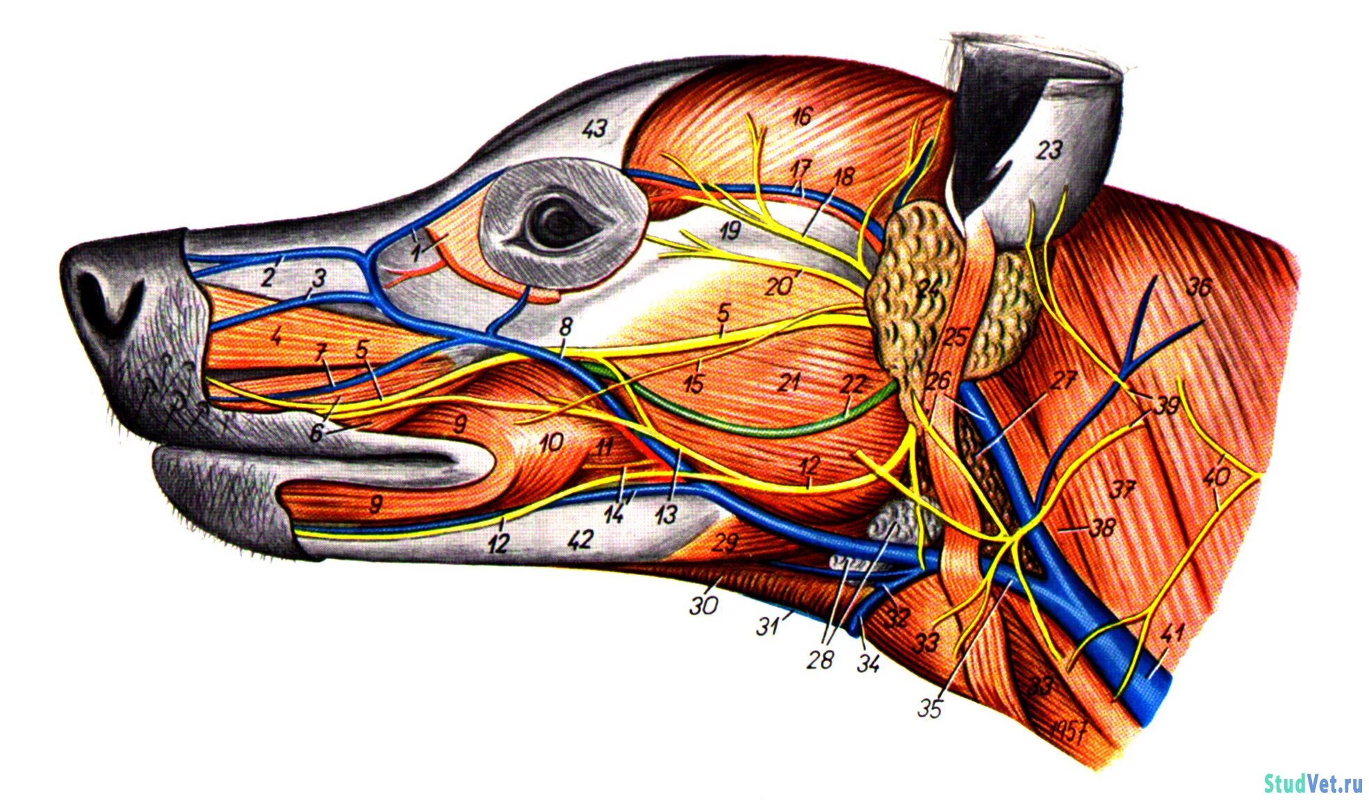 Яремная Вена КРС анатомия. Мышцы головы собаки анатомия. Яремная Вена лошадь анатомия. Тройничный нерв анатомия животных. Артерии и вены животных