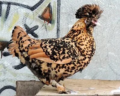 Павловские куры фото