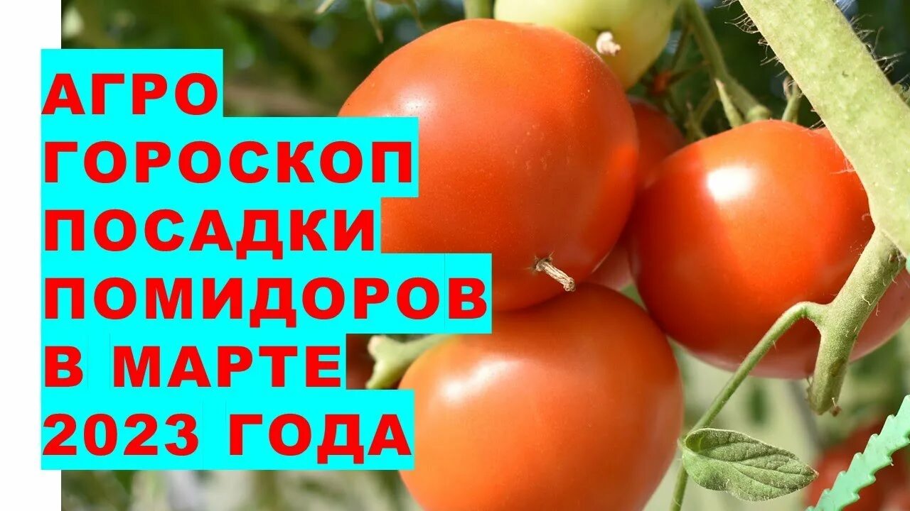 Томаты март 2025. Томаты в марте. помидоры семена 2025. пикировка томатов в марте 2025. посадка перца на рассаду в 2025, помидору.