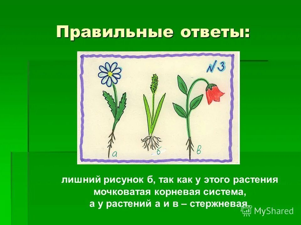 комнатные растения для дошкольников четвертый лишний. карточки четвертый лишний. четвертый лишний цветы. найди лишнюю картинку правильное растение запиши. комнатные и полевые цветы.