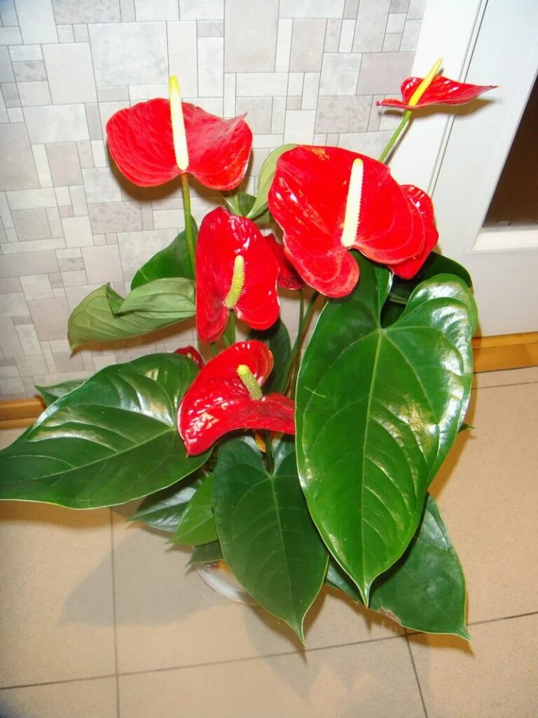 за антуриумом. уход за антуриумом в домашних. хойя керри свисает. антуриум отазу браун. антуриум королевский.