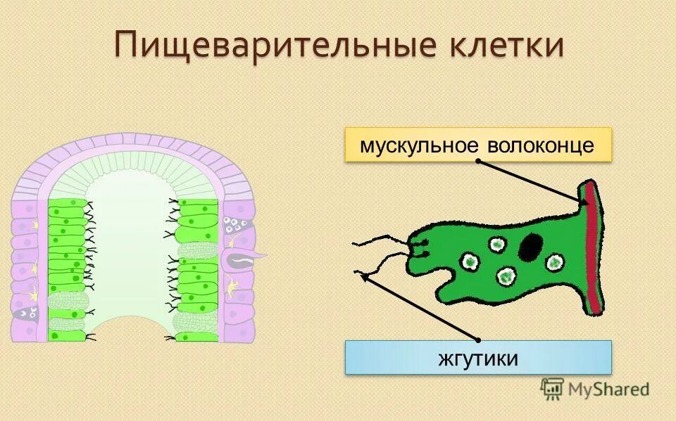 Пищеварительно мускульные клетки гидры. Типы и функции клеток у гидры. Строение чувствительной клетки гидры. Пищеварительно мускульные клетки кишечнополостных. Строение пищеварительной мускульной клетки.