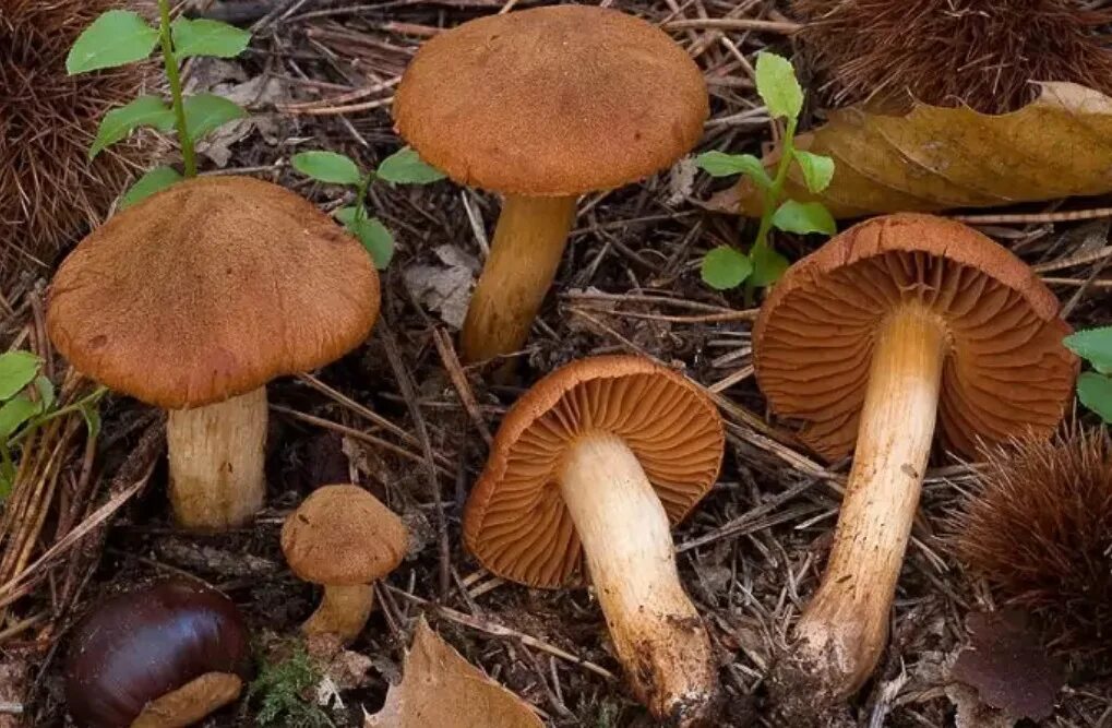 Ядовитые пластинчатые грибы. Паутинник горный Cortinarius orellanus. Паутинник оранжевый. Паутинник оранжево-красный. Паутинник оранжевый съедобный.