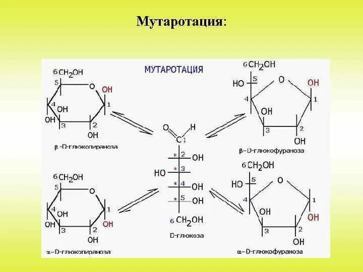 Арабиноза мутаротация. Мутаротация маннозы. Схема мутаротации d-фруктозы. Цикло-оксо-таутомерия арабинозы. Фруктоза биологическая