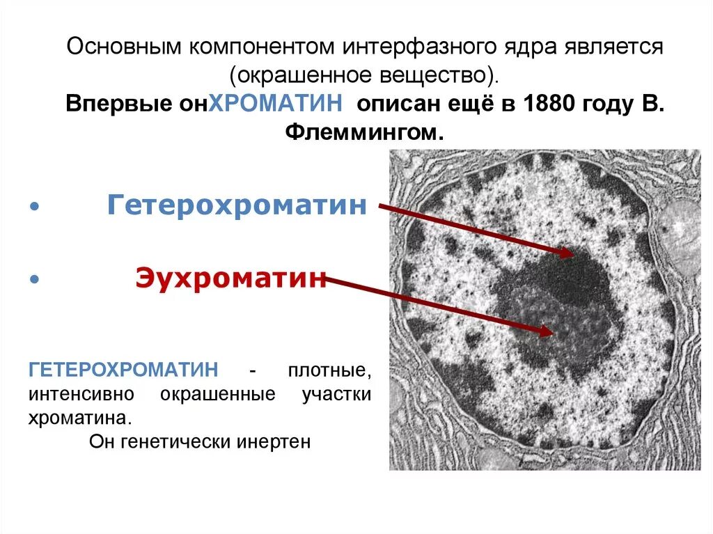 Строение интерфазного ядра гистология. Строение ядра эухроматин гетерохроматин. Ультраструктура интерфазного ядра. Строение ядра гетерохроматин.