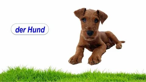 Der hund