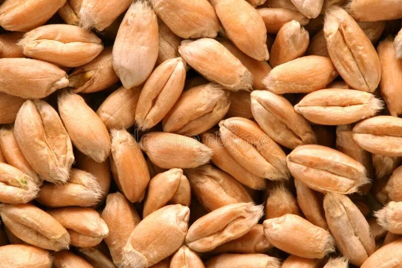 Пленчатый ячмень зерно. Голозерный ячмень фуражный. Пшеница семенная. Зерно. Пшеница семенная.