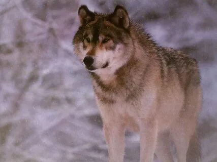 Wolf other