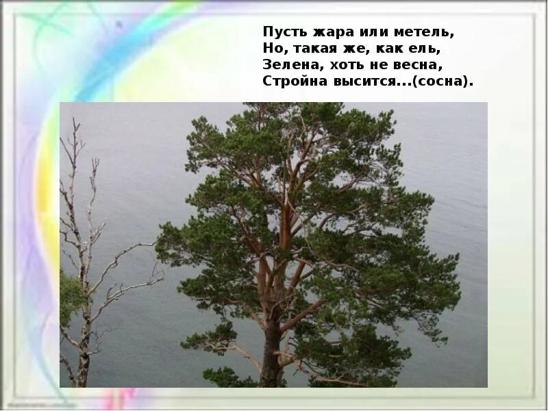 Стих пусть сосны ели всю зиму торчат. Пусть сосны и ели. сообщение о сосне 6 класс география.