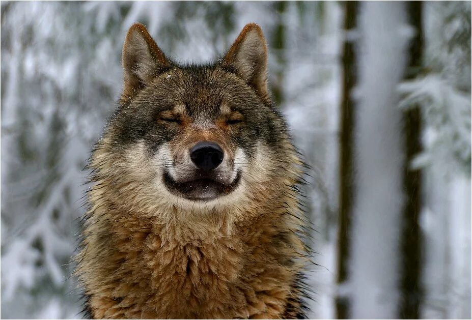 улыбка волка. белый волк морда. ржачный волк. удивлённый волк. гордый волк.