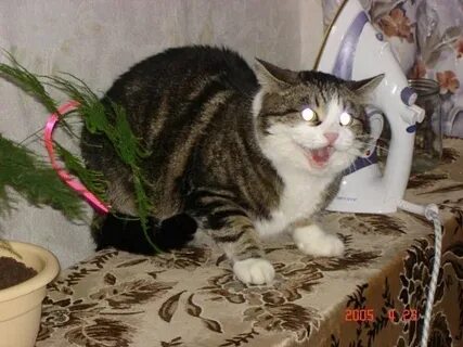 Больно ли котам