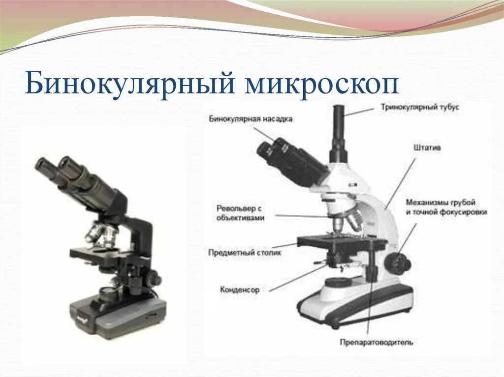 Части микроскопа и их названия и функции. Бинокулярный микроскоп 1947. Микроскоп бинокуляр XS-402. Микроскоп XSP-104 бинокулярный,. Строение микроскопа Levenhuk.