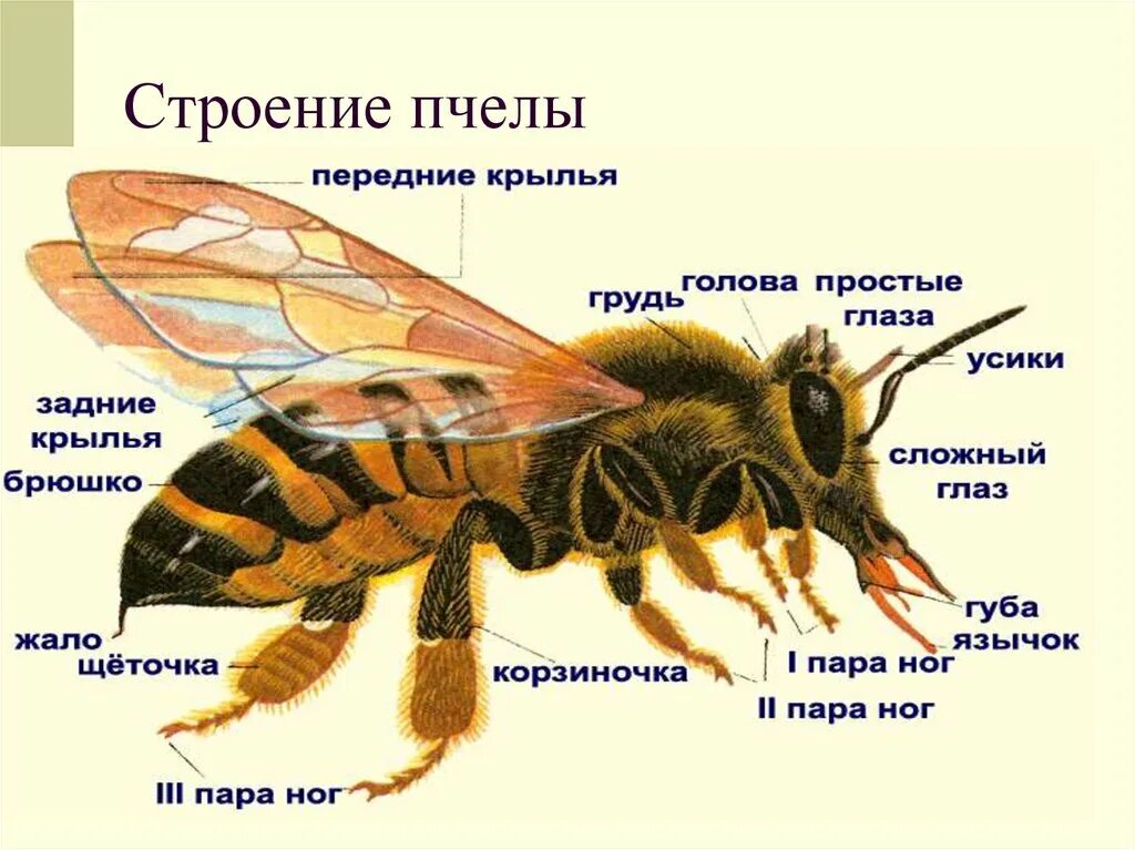 Исследование конечностей домашней пчелы какая биологическая наука. Строение пчелы. Строение пчерв. Строение строение пчелы. Внешнее строение пчелы.