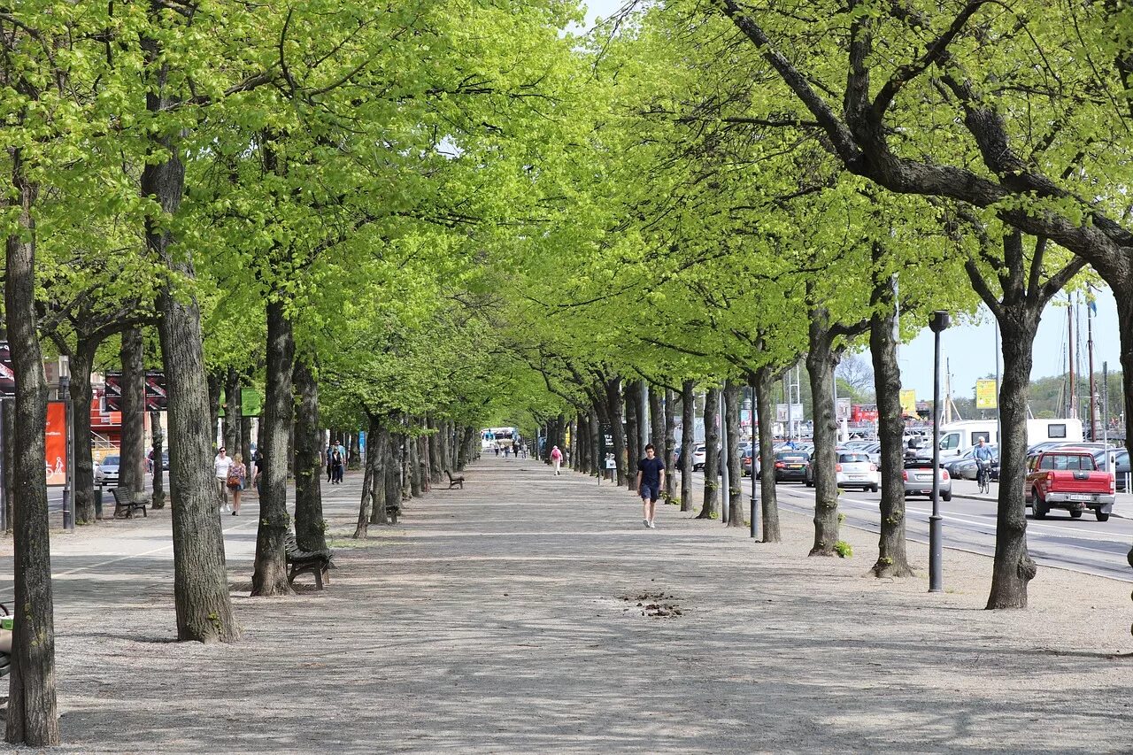 Street trees. Липовая аллея Сокольники. Улица с деревьями. Известные улицы с деревьями. Деревья Тюмень на улице.