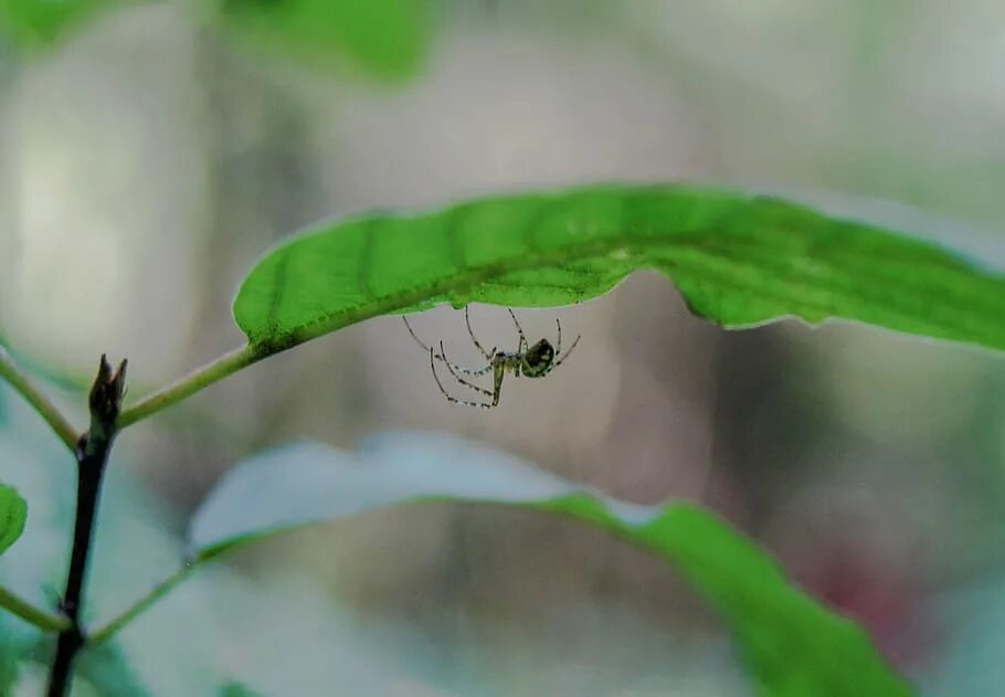 Зеленые паучки на листьях. Муравьи паук паутина. Spider Plant лист. Насекомые на листьях пауки. Бабочка муравей паук