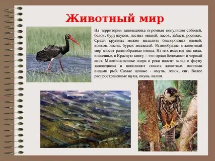 Мир бурятия