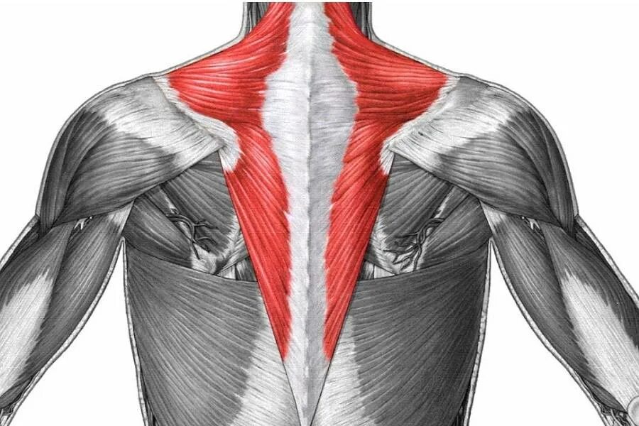 Трапециевидная функция. Трапециевидная мышца спины анатомия. Ромбовидная мышца спины и трапеция. Трапециевидная мышца анатомия упражнения. Трапециевидная мышца шеи анатомия.