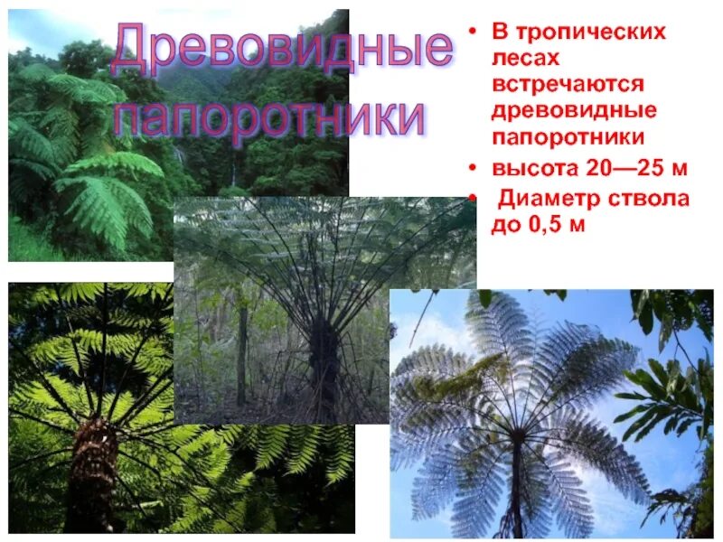 Деятельность человека в тропических лесах. Что нужно сделать для спасения тропических лесов 4 класс. Мир глазами эколога презентация. Животные и растения тропических лесов. Доклад мир глазами эколога 4 класс окружающий мир.