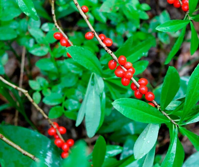 Волчеягодник обыкновенный. Волчеягодник обыкновенный (daphne mezereum). Волчье лыко (волчеягодник). Волчеягодник обыкновенный где растет. Волчеягодник обыкновенный красная книга.