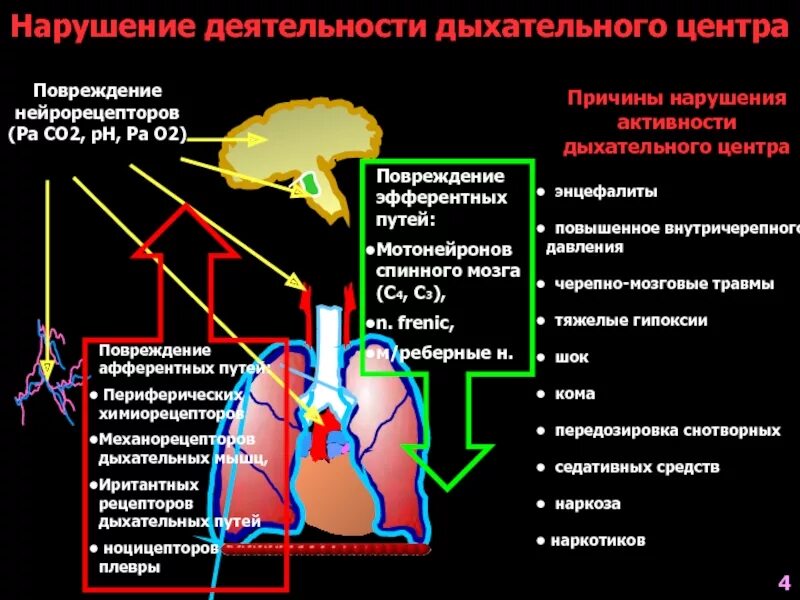 Регуляция деятельности дыхательного центра. Причины нарушения деятельности дыхательного центра. Факторы влияющие на дыхательную систему. Дыхательный центр в мозге.