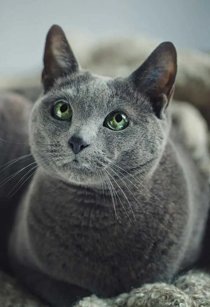 Серо голубой кот