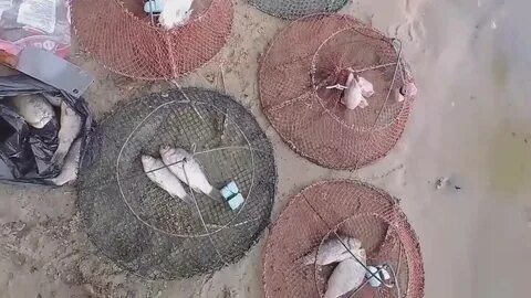 Лучшая приманка в раколовку