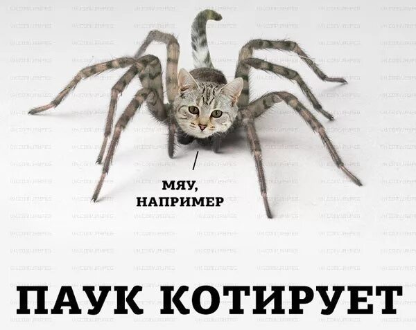 Включи там паука. Паук мем. паук котирует. мемы с пауками. смешной паук.