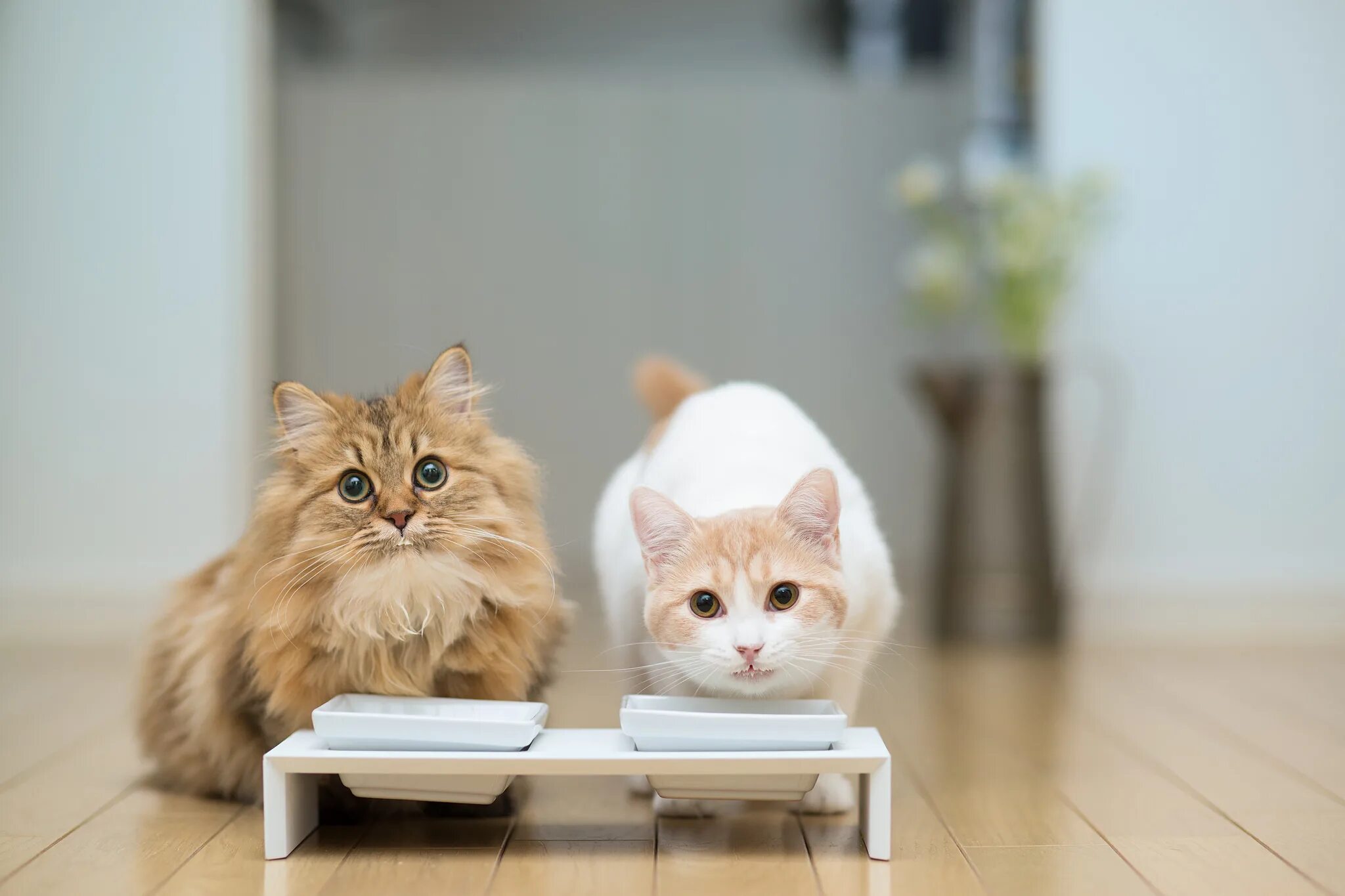 Did you remember feed the cat