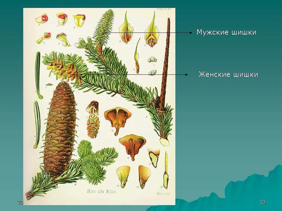 Хвойное растение схема. Мужские шишки голосеменных растений. Голосеменные растения пихта Сибирская. Мужские и женские шишки голосеменных растений. Строение шишек голосеменных растений.