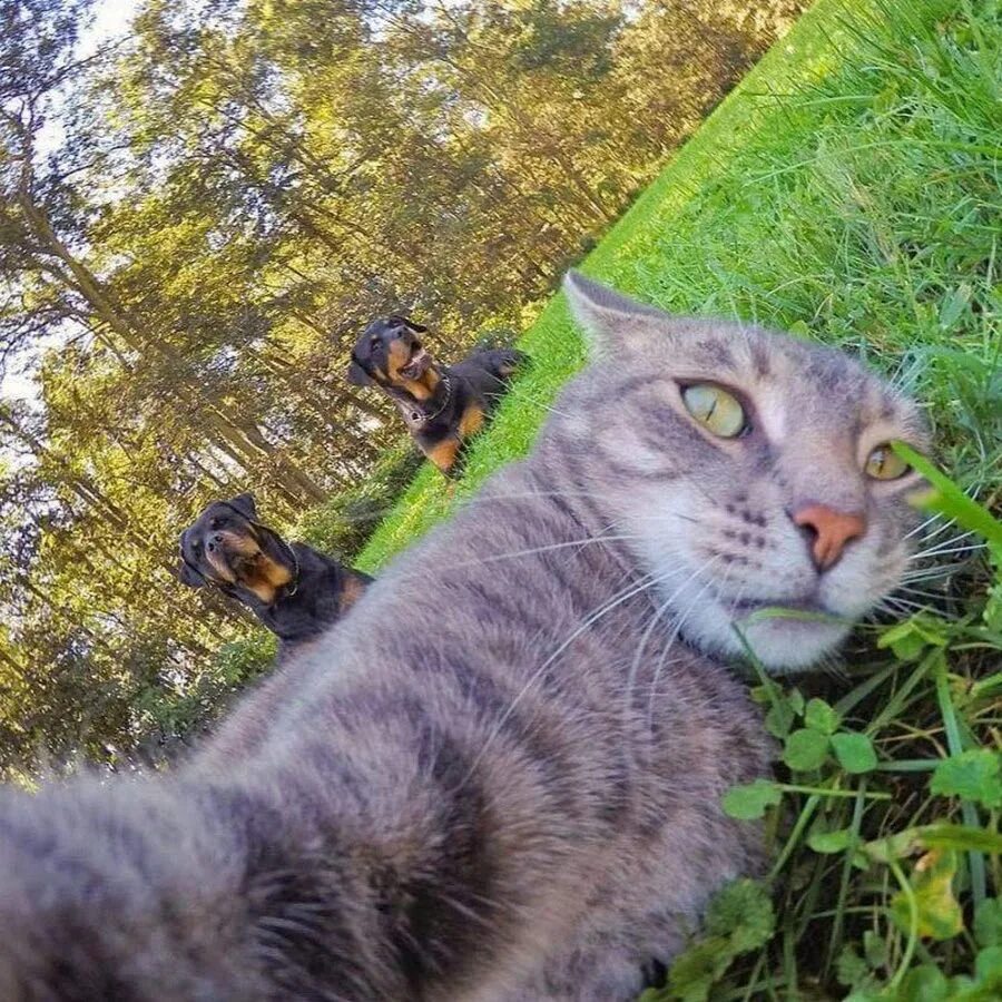 Мем кот делает селфи с собаками 19 животных, которые знают толк в селфи