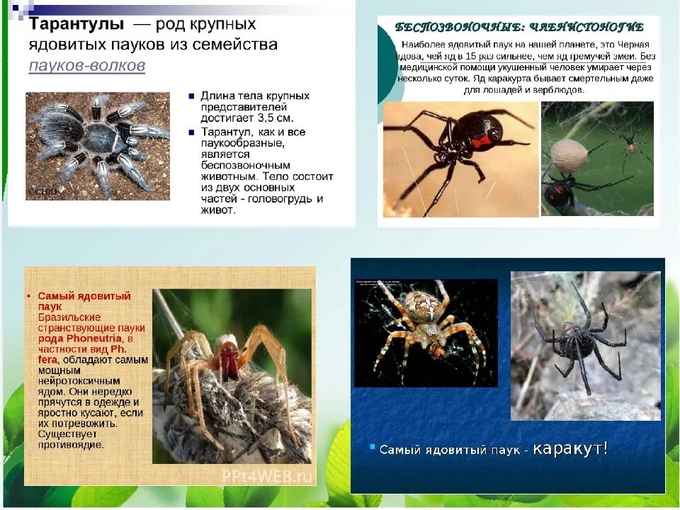 Тарантулы опасен ли для человека. Паукообразные ядовитые пауки. Представители паукообразных ядовитые. Не ядовитые пауки. К ядовитым паукообразным относятся.