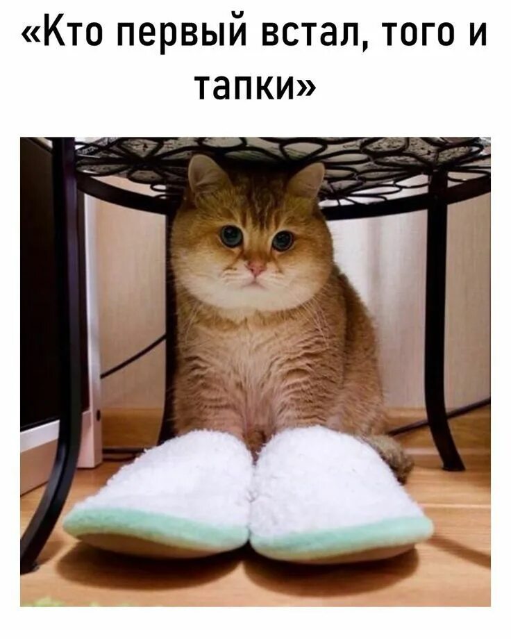 Кто рано встаёт тому и тапки. Кто первый встал того и тапки картинки. Кто первым встал того. Кто первым встал того. Кто первый того и тапки.
