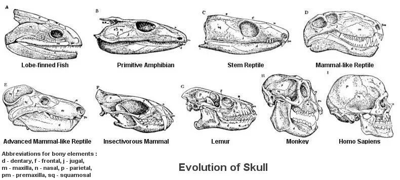 Филогенез черепа позвоночных. Эволюция висцерального черепа позвоночных. Филогенез скелета головы животных. Эволюция висцерального черепа позвоночных животных таблица. Сравните череп ящерицы и череп собаки