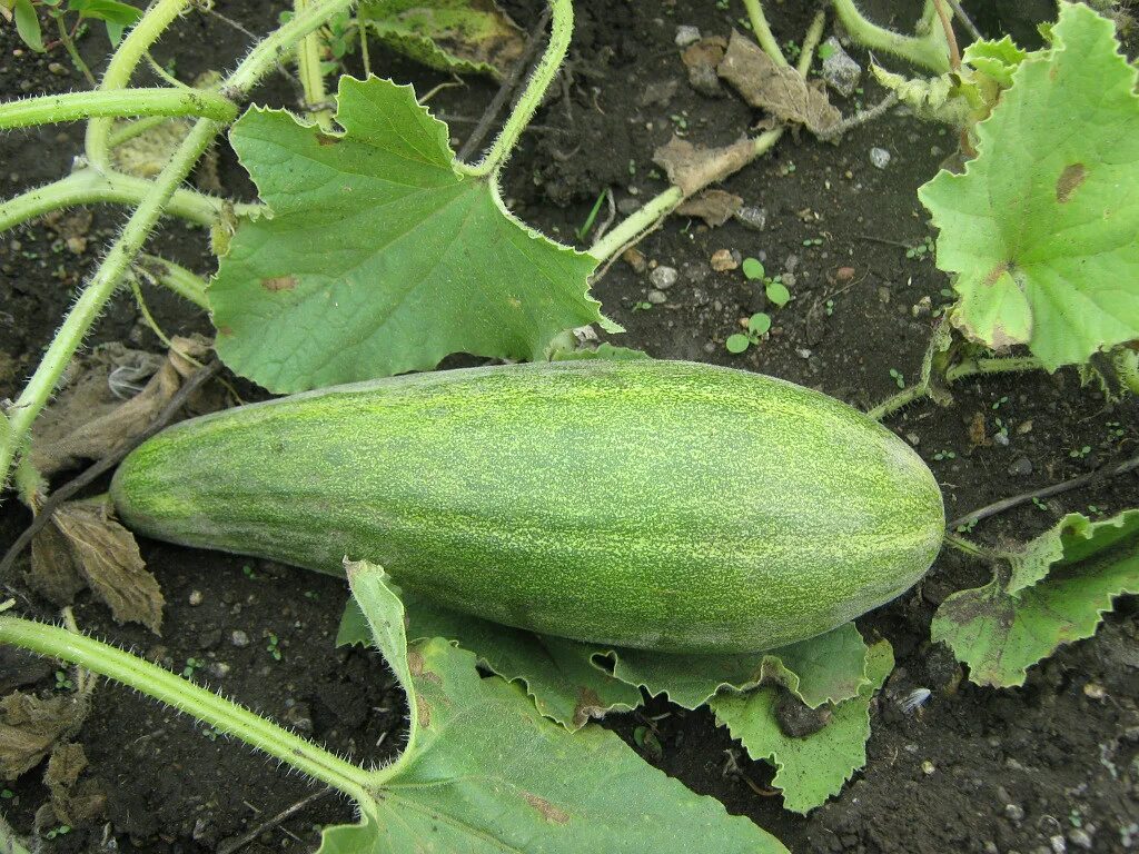 огурдыня армянский огурец. фазано огурдыня. огурец вкус дыни. огурец вкус дыни. огурдыня сорт грин драгон.
