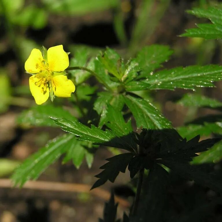 Растение лапчатка прямостоячая. Калган или лапчатка прямостоячая. Лапчатка прямостоячая калган. Лапчатка прямостоячая (калган) с корнем. Лапчатка арктическая.