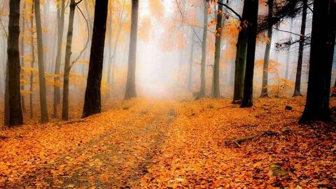 Осень дождь лес