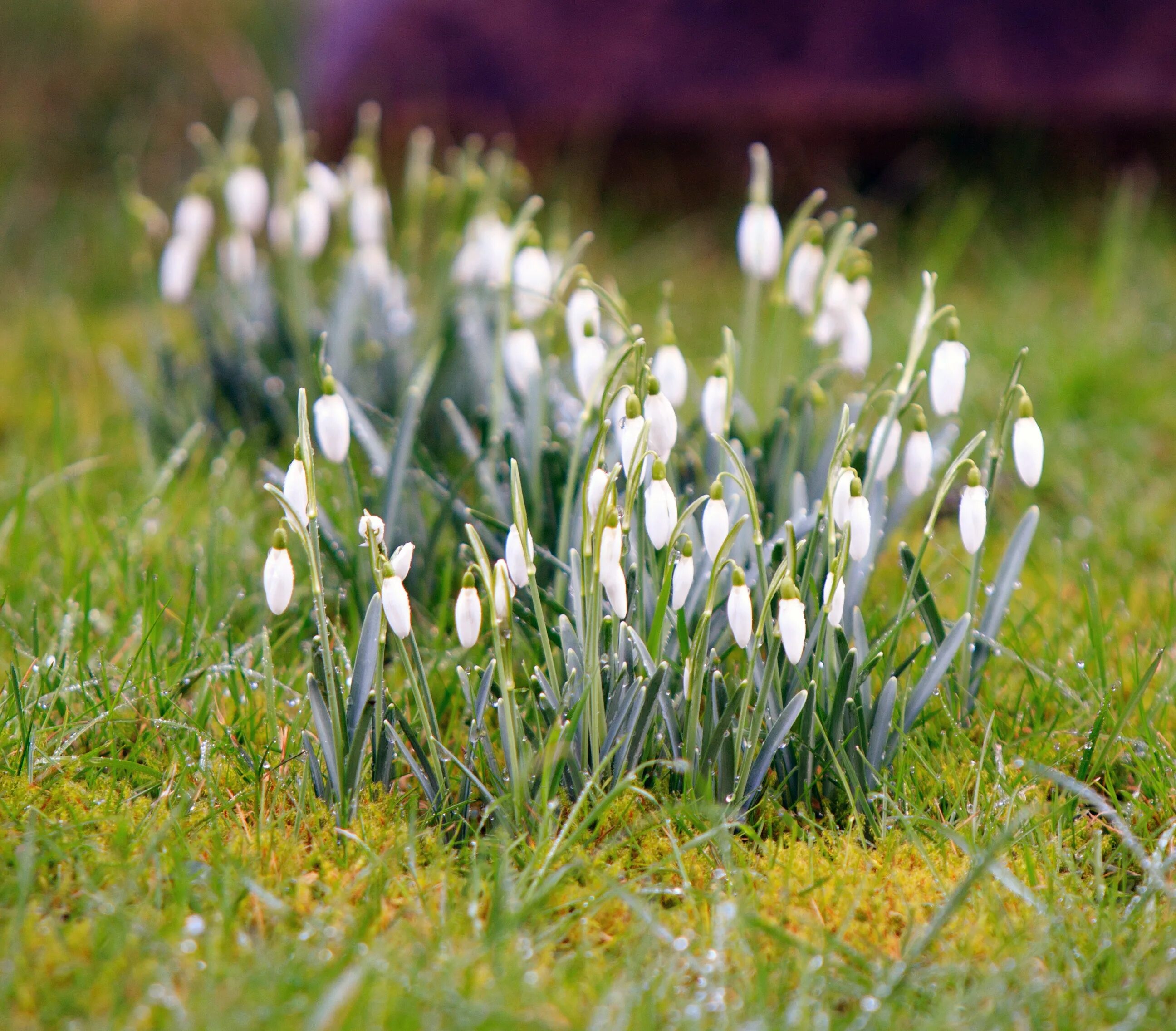 Spring url. Пролеска Крокус Галантус. Пролески Поляна. Поляна подснежников. Подснежник в травник.