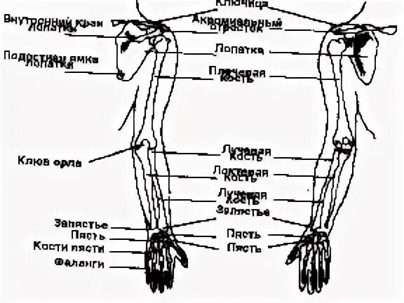 Рука это где