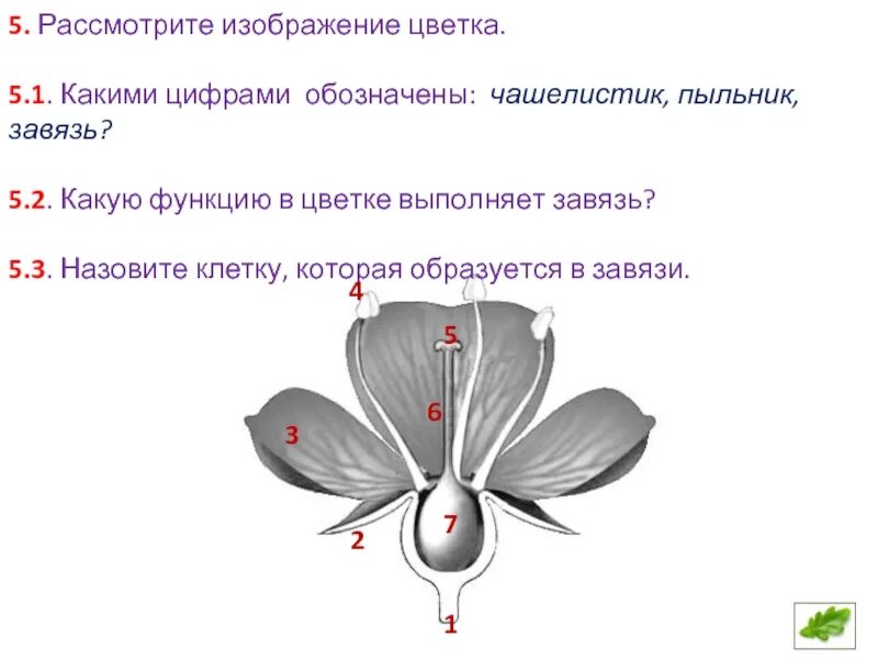 Клетка которая образуется в завязи у цветка